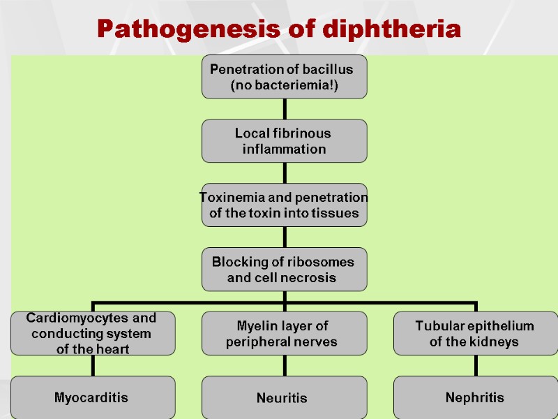 Pathogenesis of diphtheria